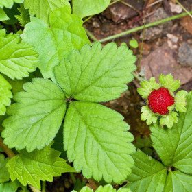 India strawberry, Duchesne strawberry, Potentilla Indica